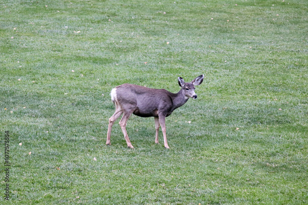 Mule deer on the lodge grounds at Zion National Park. Mule deer on the lodge grounds at Zion National Park.