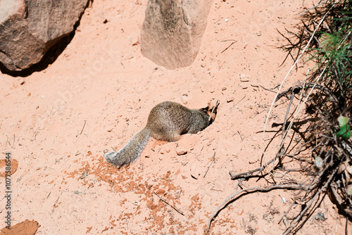 A rock squirrel digs a hole in the sand at Zion National Park photo