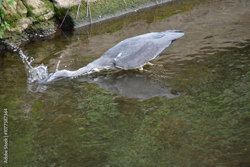 AVES ACUÁTICAS