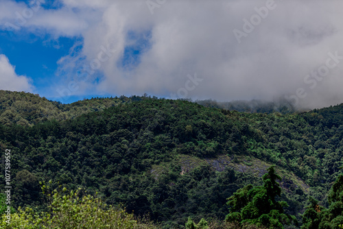 Natural background of various trees growing in the foothills of the mountain and natural waterfall flowing from high places amidst clear sky. The beauty of panoramic ecosystem.