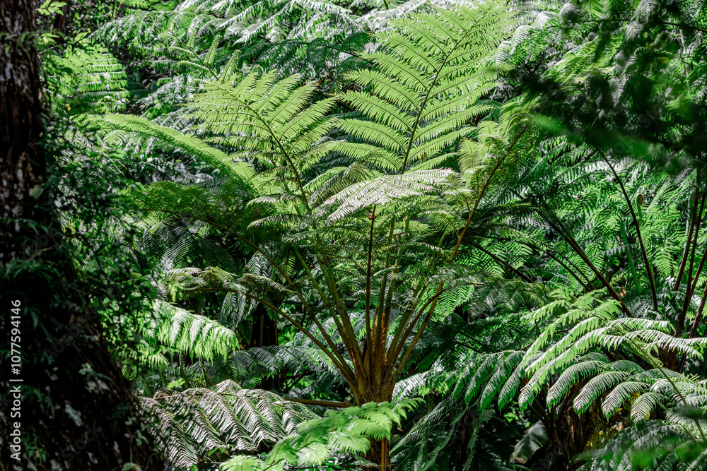 Natural background of various trees growing in the foothills of the mountain and natural waterfall flowing from high places amidst clear sky. The beauty of panoramic ecosystem. Natural background of various trees growing in the foothills of the mountain and natural waterfall flowing from high places amidst clear sky. The beauty of panoramic ecosystem.