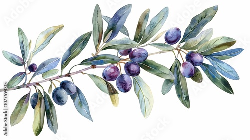 Watercolor Painting of an Olive Branch with Ripe Olives