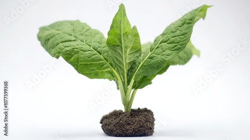 Fresh green tobacco seedling with vibrant leaves growing on a white background, symbolizing agricultural growth, natural environment, and plant cultivation. Perfect for concepts of farming, sustainabi