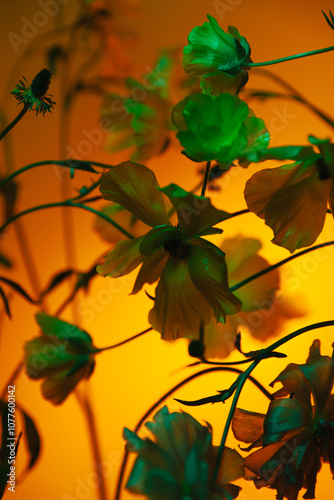 Beautiful close-up of colorful flowers illuminated by warm light  photo