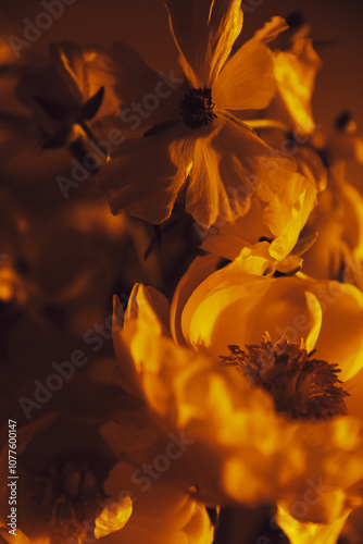 Beautiful golden blooms capture evening light photo