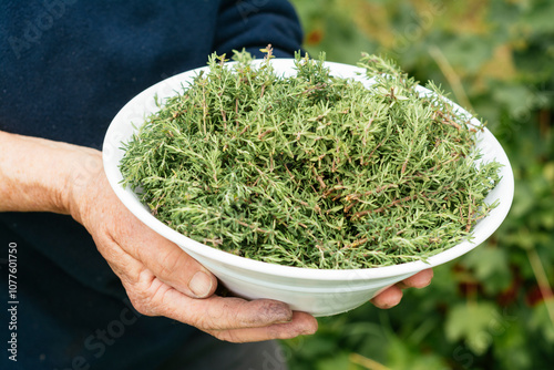 Bowl of Fresh Thyme photo