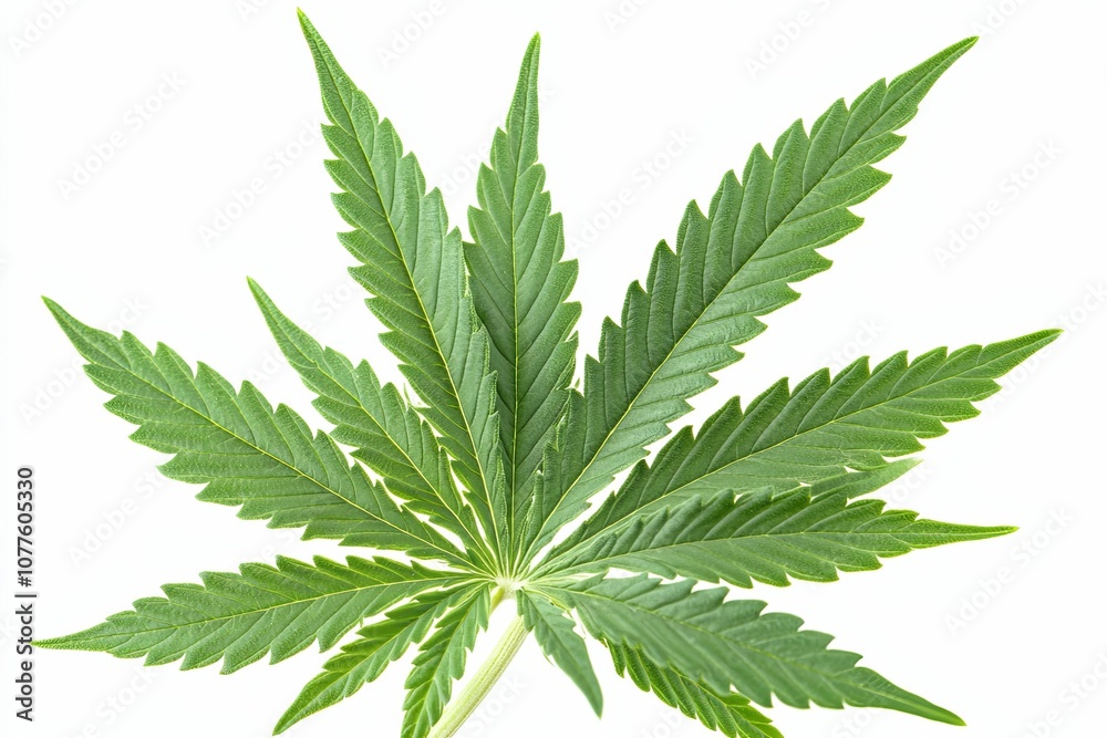 Close-up of a Single Green Cannabis Leaf with Veins and Serrations Close-up of a Single Green Cannabis Leaf with Veins and Serrations