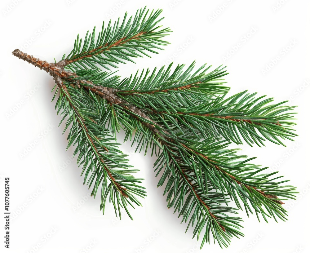 branch of a pine branch of a pine
