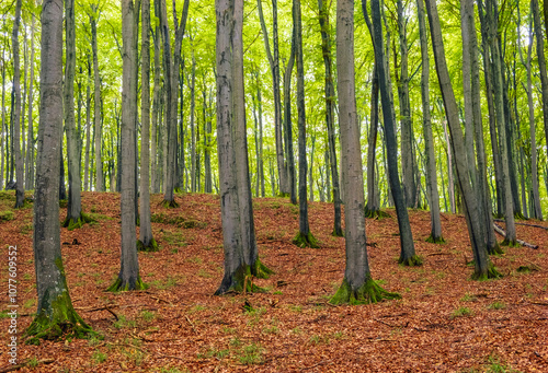 Brightly vibrant forest with green foliage in summer