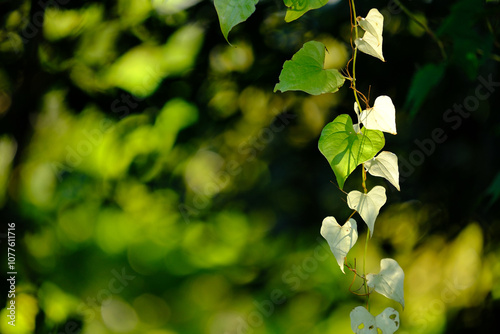陽の当たるハート型観葉植物
