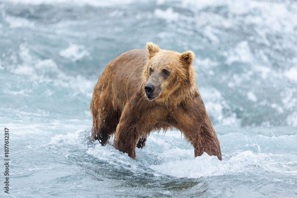 Wading Bear Wading Bear