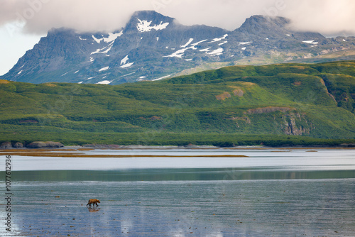 Brown Bear on Tidal Flats photo