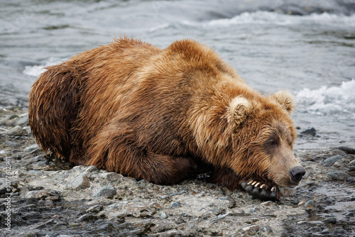 Resting Bear photo