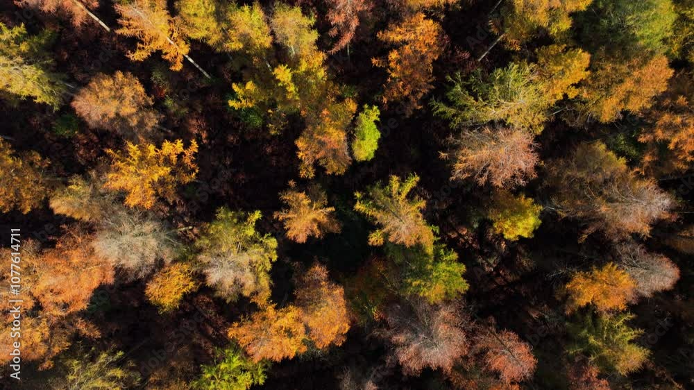 Abstract tracking aerial shot looking straight down on autumnal forest Abstract tracking aerial shot looking straight down on autumnal forest