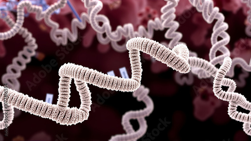 Tyrosine kinase receptor. Dimerization, phosphorylation, activation and cellular response. Cell membrane receptors for ligands as growth factors and cytokines binding. Insulin receptor. vector design photo