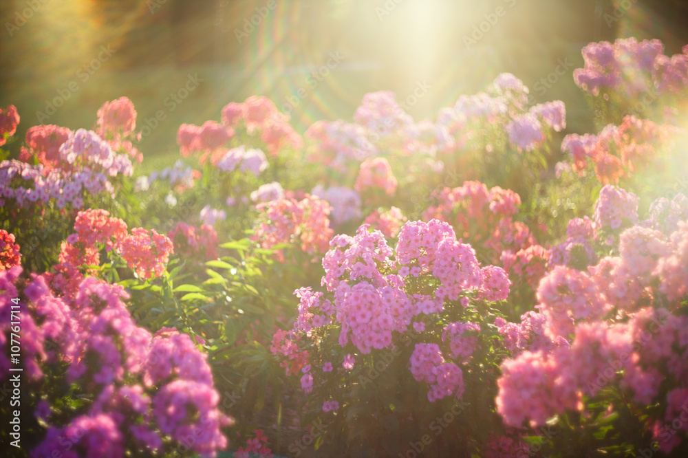 Summer nature flowers sun Summer nature flowers sun