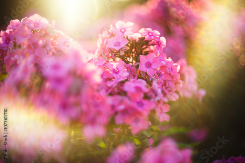 Summer nature flowers sun