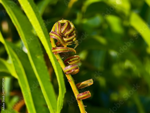 Kelakai plants (Stenochlaena Palustris) grow wild and abundantly in the tropical nature of Kalimantan photo