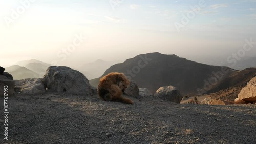 Dog Scratching at the Viewpoint Known as “Apu Siqay” in Villa del Triunfo, Lima, Peru at Sunset photo