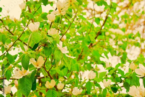 Apple tree flowers in Uzbekistan