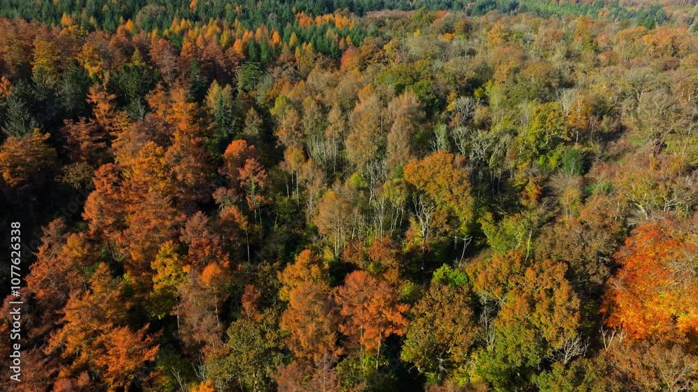 Aerial shot flying over mosaic of autumn coloured forest canopy in bright sunlight