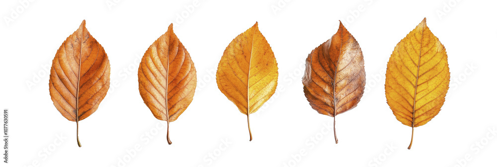 Obraz premium Close up photo, collection set of five different orange and yellow colorful leaves in autumn, isolated on panoramic whitebackground, fall autumnal season , ai