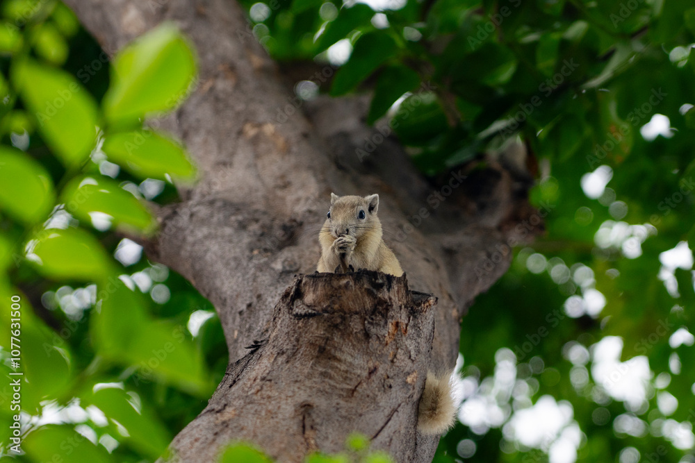 Squirrel join hands Squirrel join hands