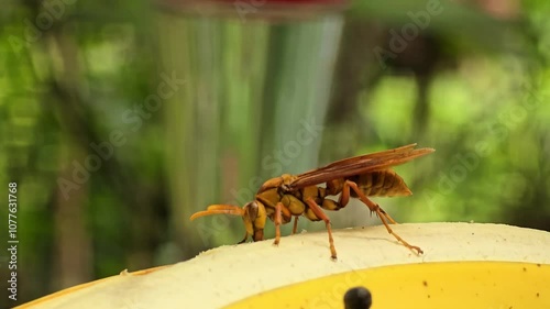 Close-Up of Executioner Wasp (Polistes carnifex) Feeding on a Banana, Detailed View of Insect with Striking Colors in Natural Setting, Capturing Unique Behavior and Texture of Tropical Wasp photo