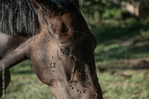 Brown horse photo