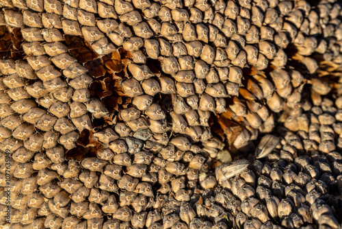 Sunflower Seeds on Dry Sunflower photo