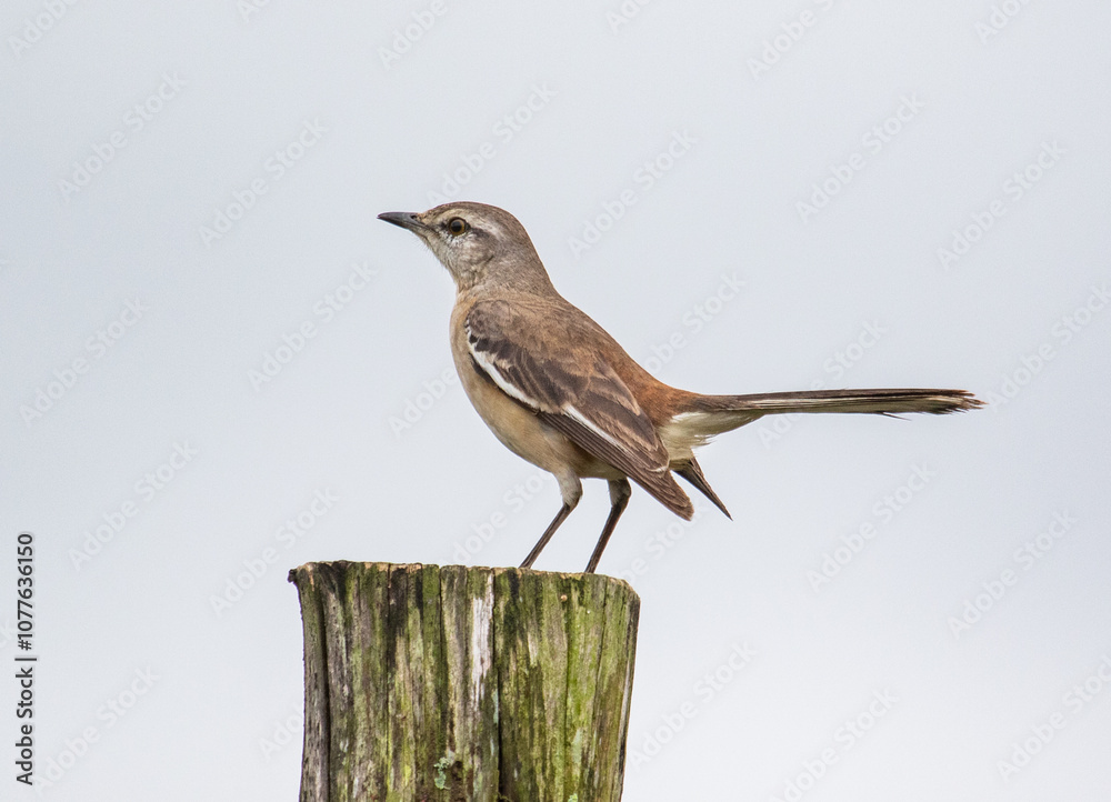 Fototapeta premium Bird on pole