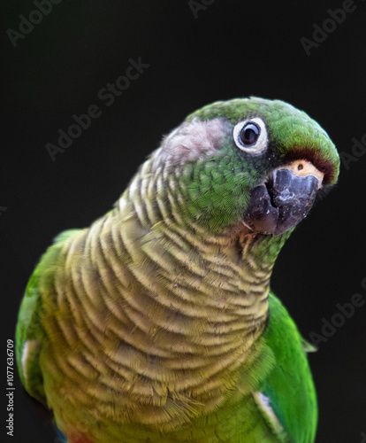 Parakeet photo