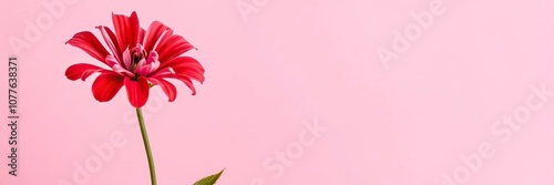 Vibrant red and pink flower contrasting beautifully against a soft pink background, red, fresh