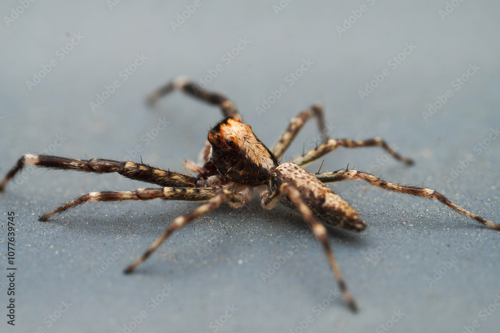 A close up macro shot a New Zealand jumping spider A close up macro shot a New Zealand jumping spider