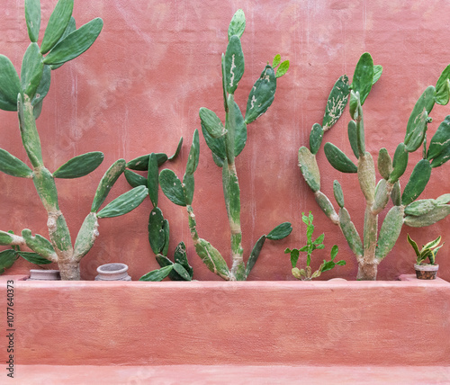 Prickly Pear Cactus Plants Against Pink Wall photo