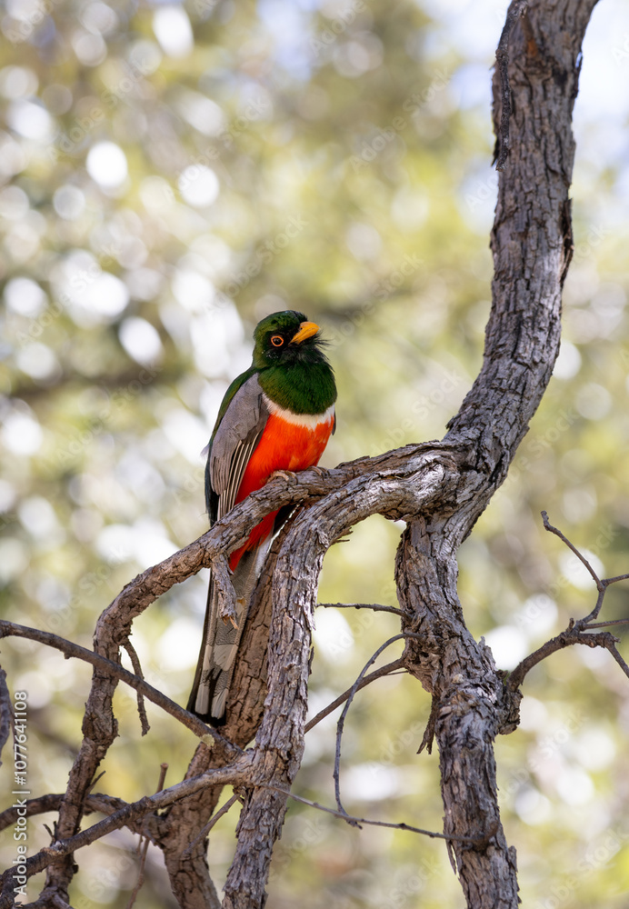 Elegant Trogon in Madera Canyon, Arizona Elegant Trogon in Madera Canyon, Arizona