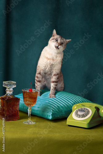 Cat on fancy cushion
