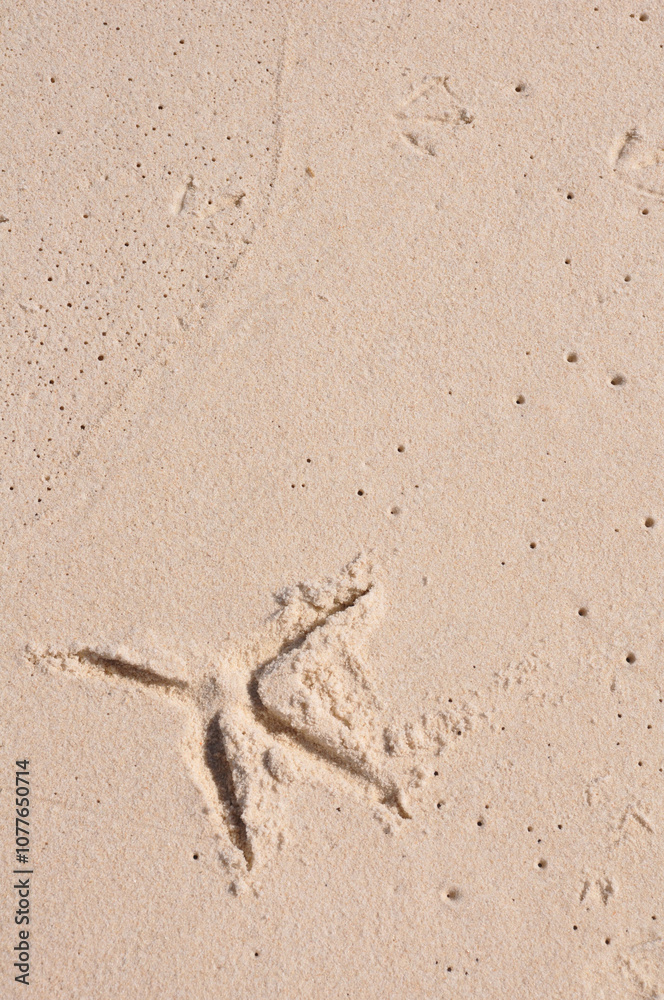 A close-up of a bird footprint in soft sand, showcasing the delicate detail and texture of the imprint against the smooth sandy background.