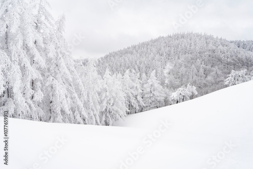 Snow Scenery of Daegwallyeong, Gangwon-do, Korea photo