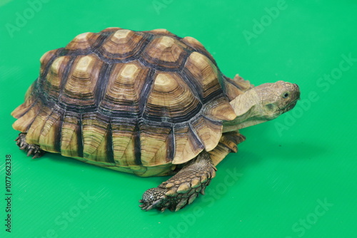 ケヅメリクガメ少し斜め右向き背景緑