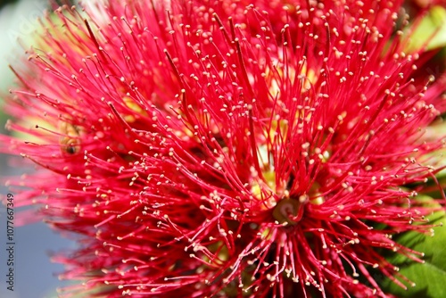 Crimson Bottlebrush, New Zealand