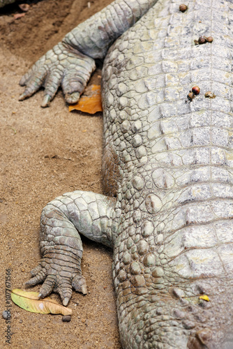 Close-Up of Crocodile on Sandy Ground