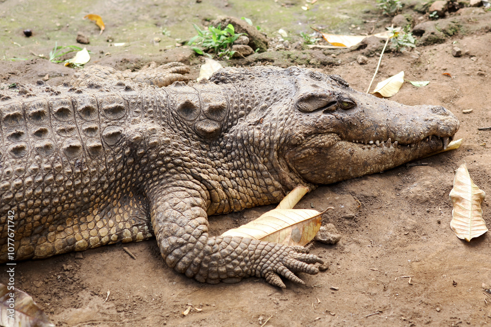 Close-Up of Crocodile Resting in Natural Habitat Close-Up of Crocodile Resting in Natural Habitat