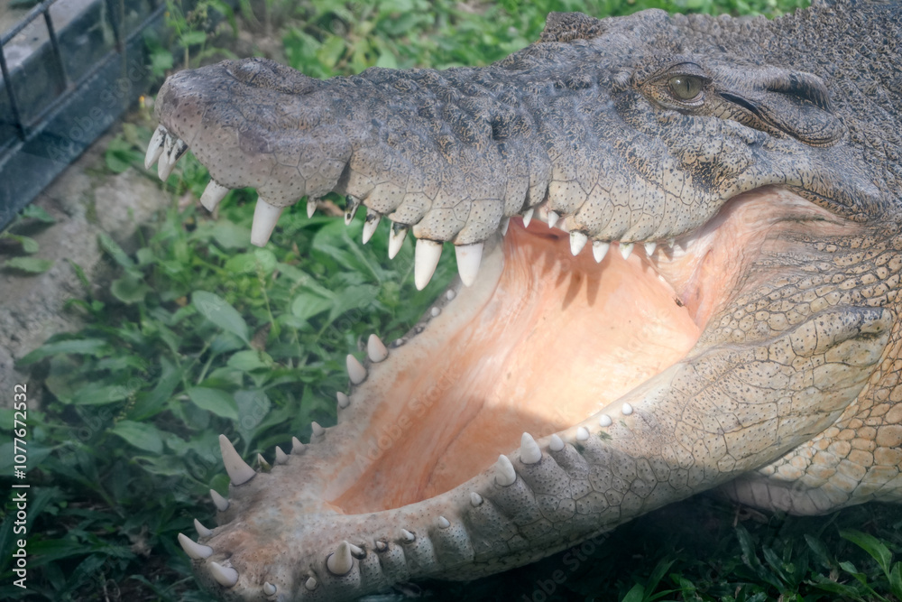 Fototapeta premium Close-Up of Crocodile with Open Mouth