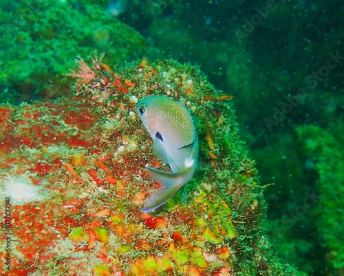 Chromis notata in Kawana, Shizuoka, Japan photo