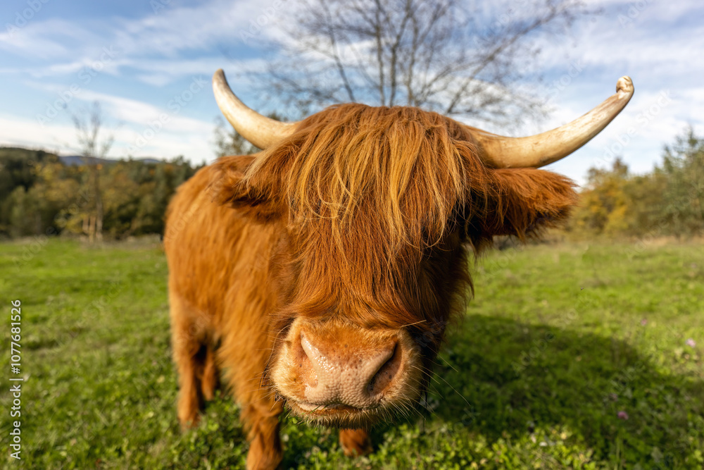A highland cattle on a pasture in early autumn outdoors