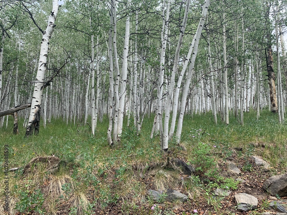 Fototapeta premium trees in the forest