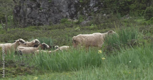 Sheep flock passing rocky area, meadows at early morning. Sheep and goats in the wild. photo