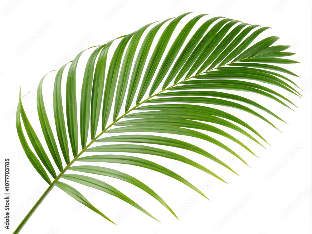 palm leaf isolated on white. leaf, palm, green, nature, tree, plant, tropical, abstract, texture, pattern, leaves, foliage, summer, close-up, flora, macro, palm tree, natural, closeup, color, palm lea
