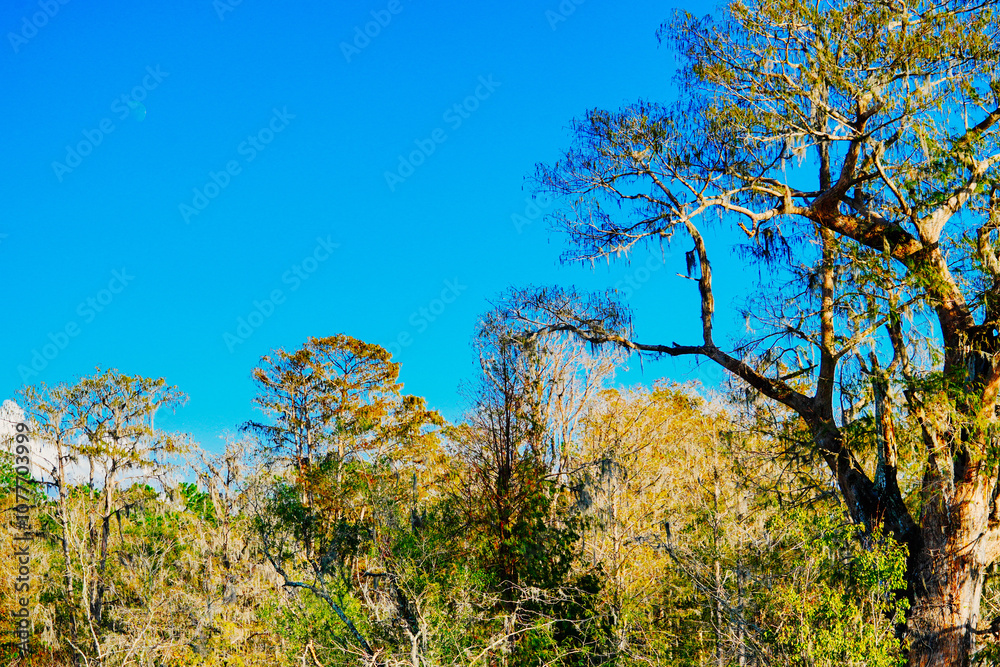 Winter Landscape of Hillsborough river at Lettuce lake park
Winter Landscape of Hillsborough river at Lettuce lake park